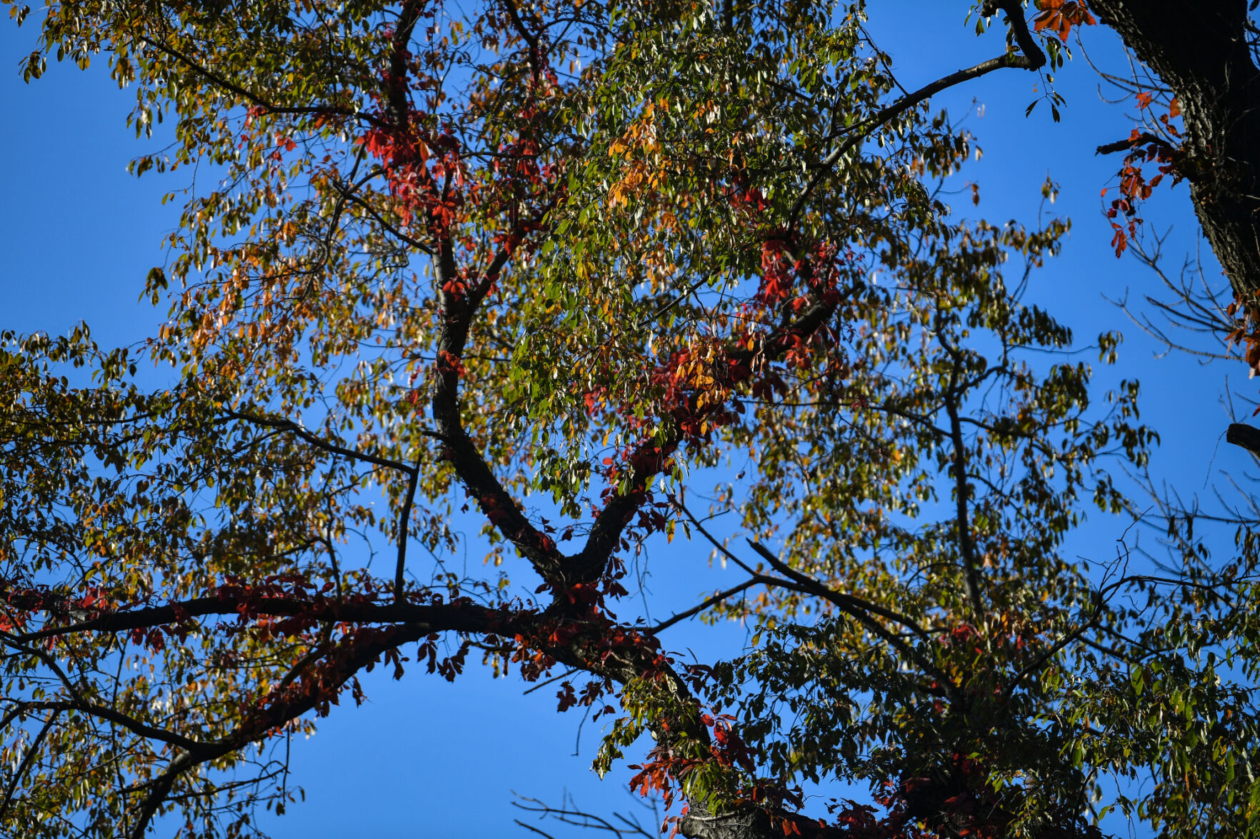 100820-qc-nws-fallcolor-009